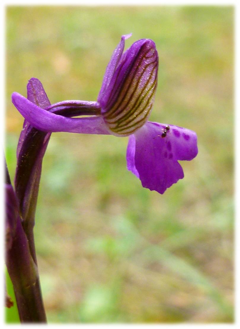 Orchis morio?